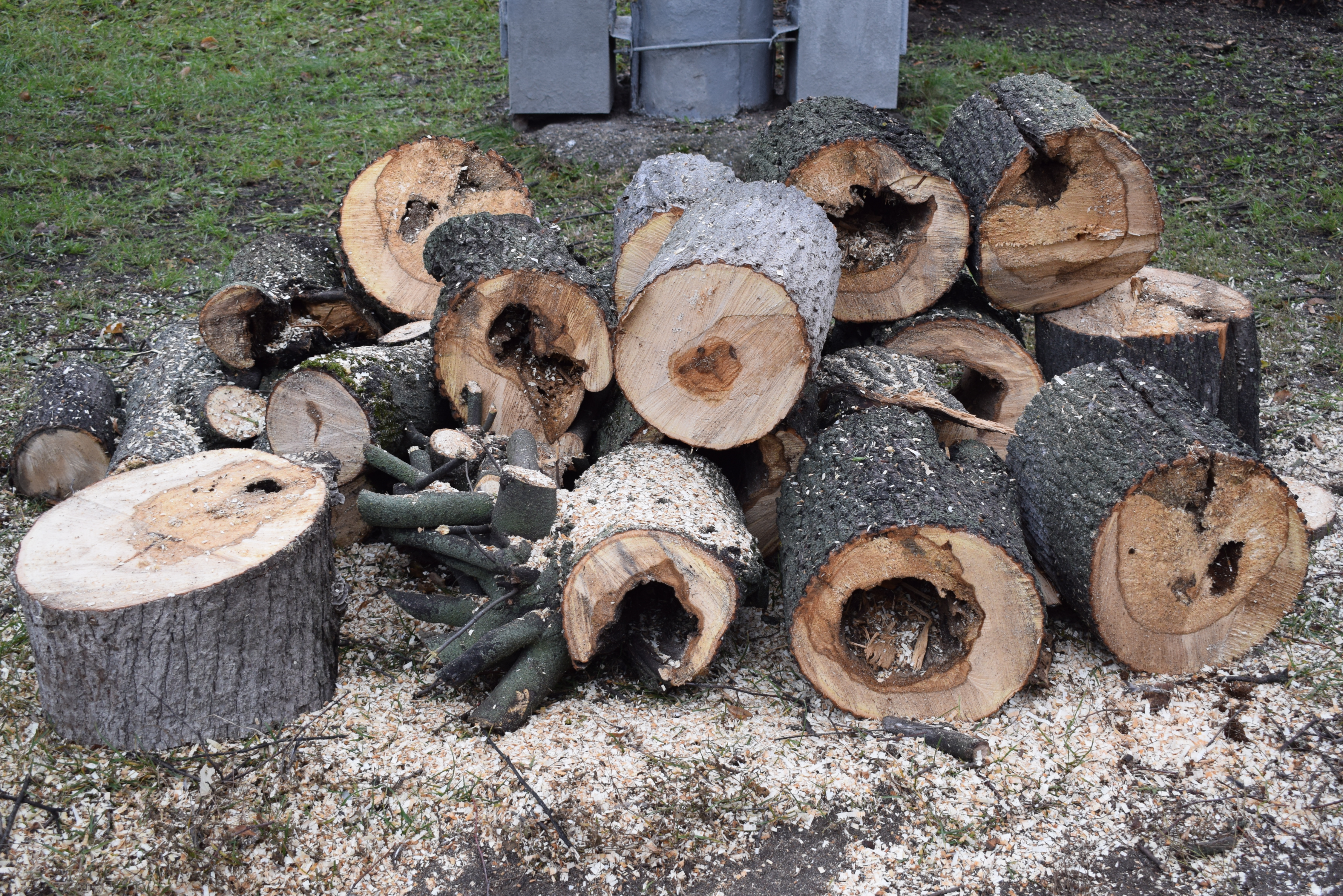 В Иванове  завершен  масштабный комплекс работ по санитарной обрезке и вырубке аварийных деревьев.