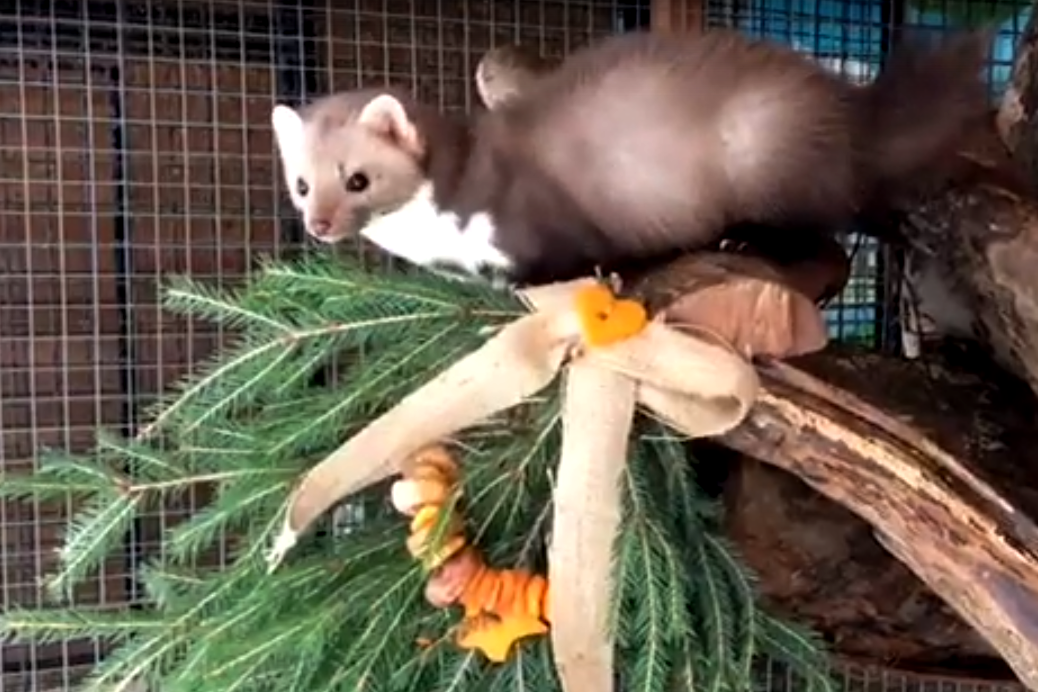 В Ивановском зоопарке продолжают принимать ёлки для животных.