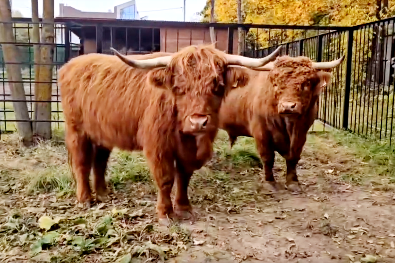 В семье шотладских коров из Ивановского зоопарка пополнение.
