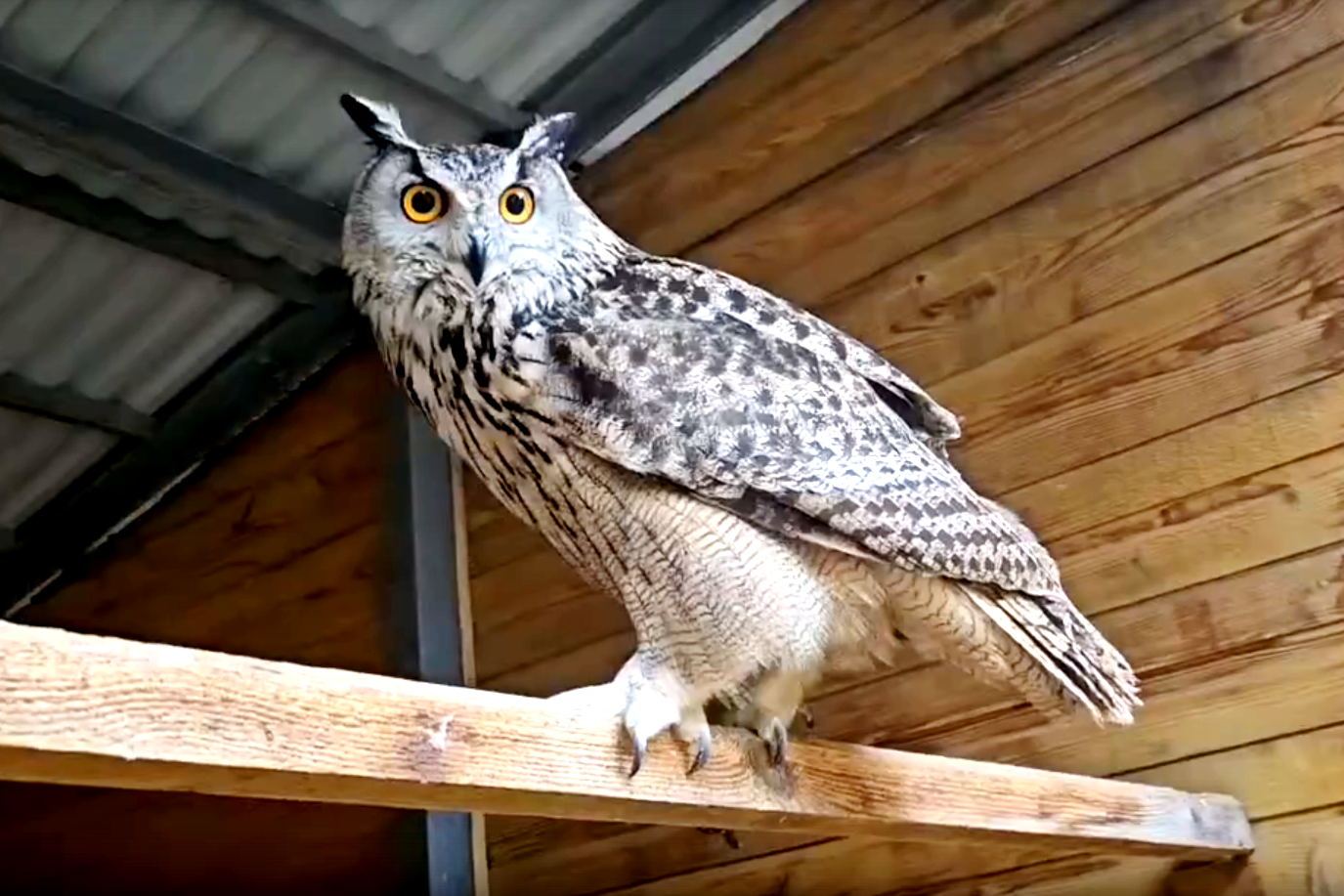 Новыми обитателями Ивановского зоопарка стали уссурийские филины.