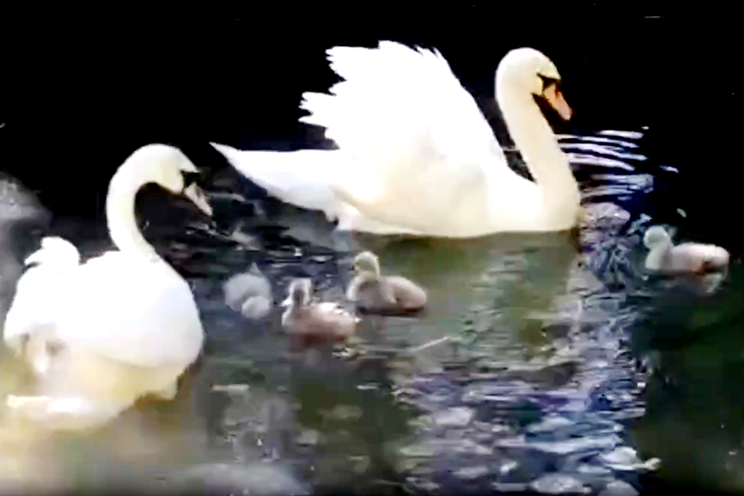 В Ивановском зоопарке пополнение в семействе лебедей-шипунов.