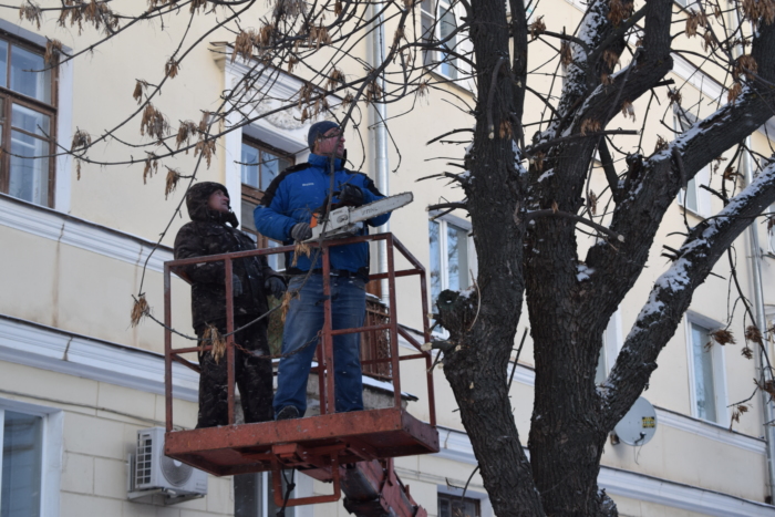 В Иванове приступили к обрезке деревьев.