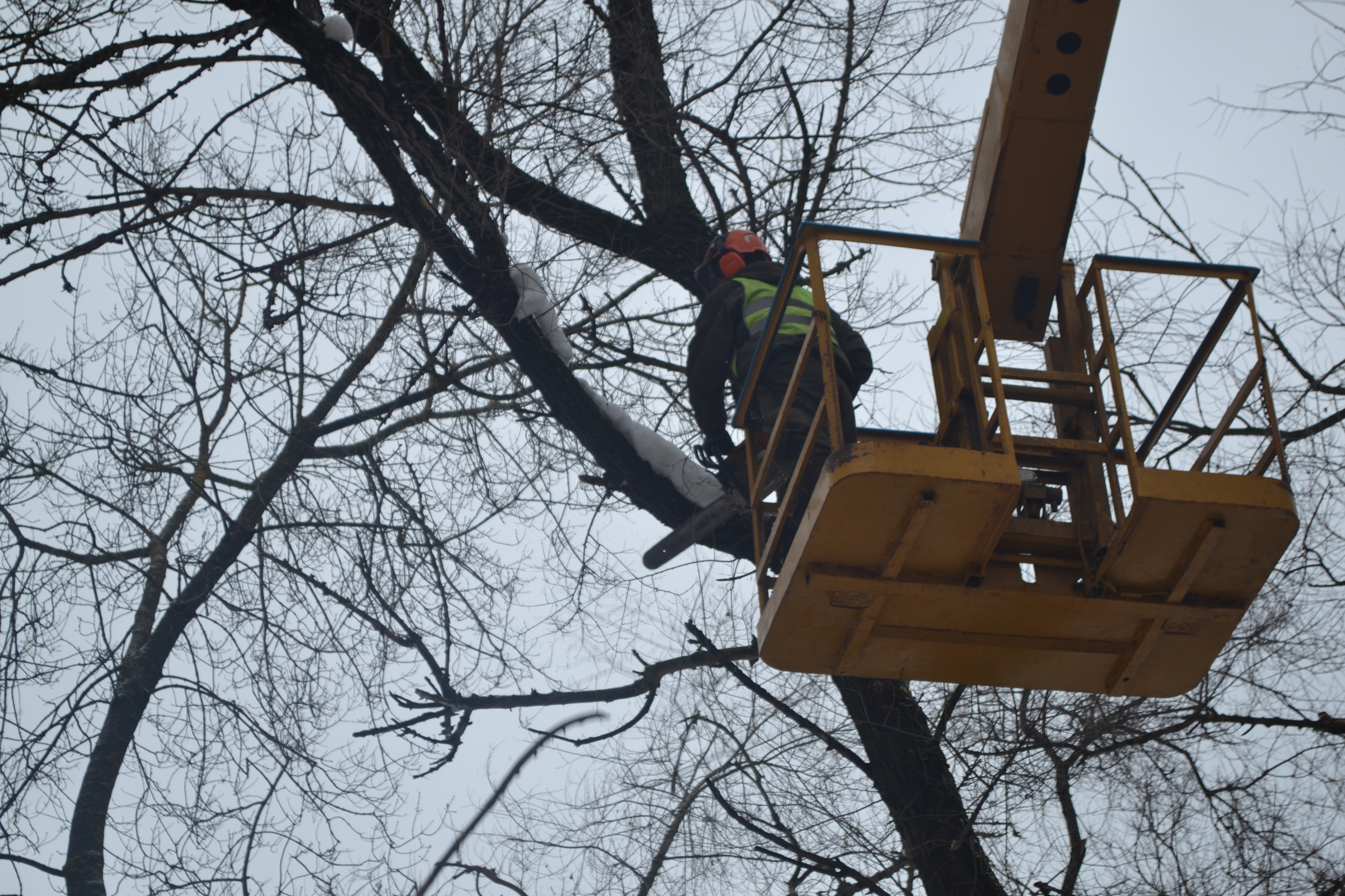 В Иванове стартовали работы по зимнему содержанию деревьев.