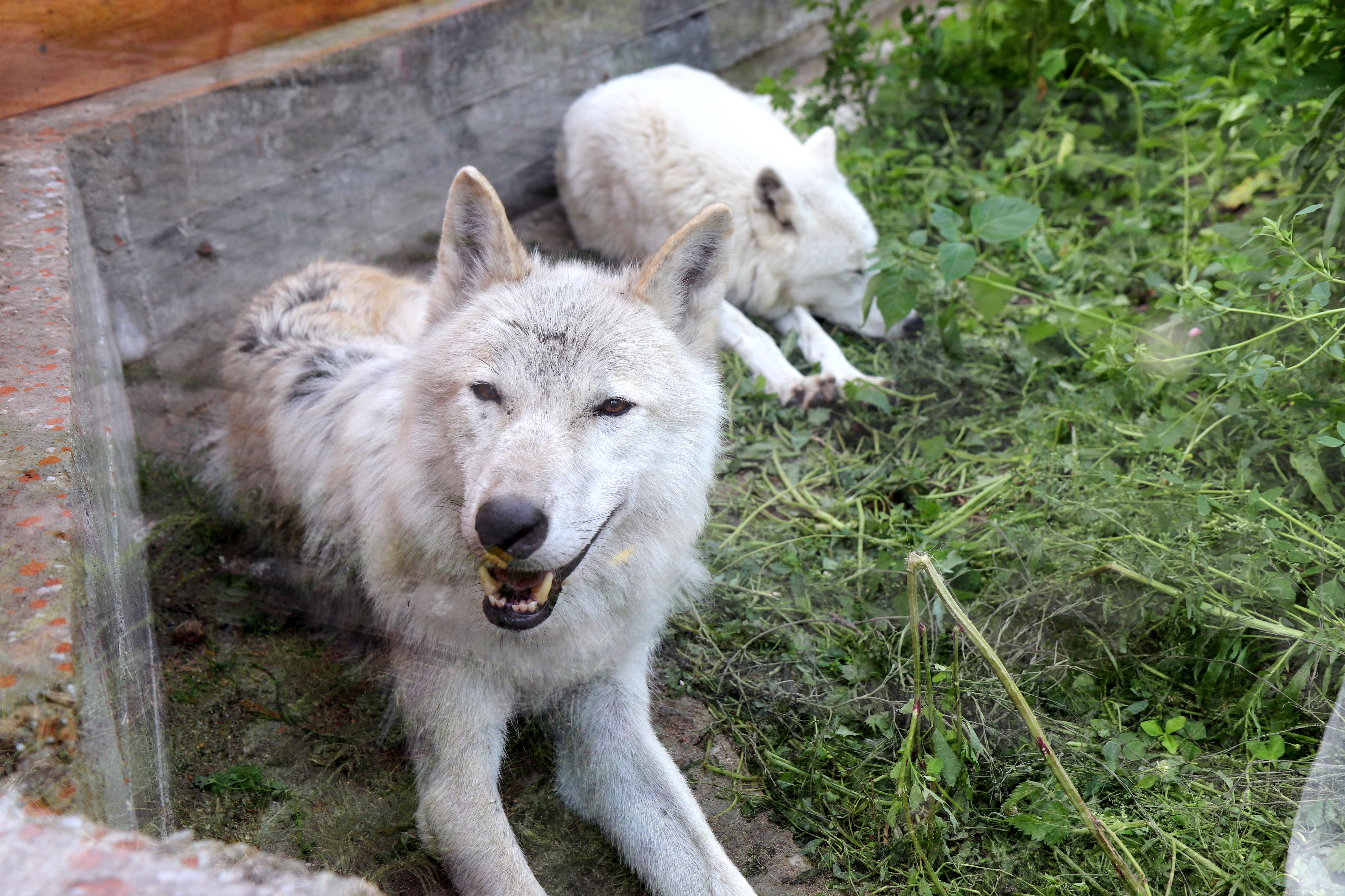 В Ивановском зоопарке полярные волки переехали в новый дом.