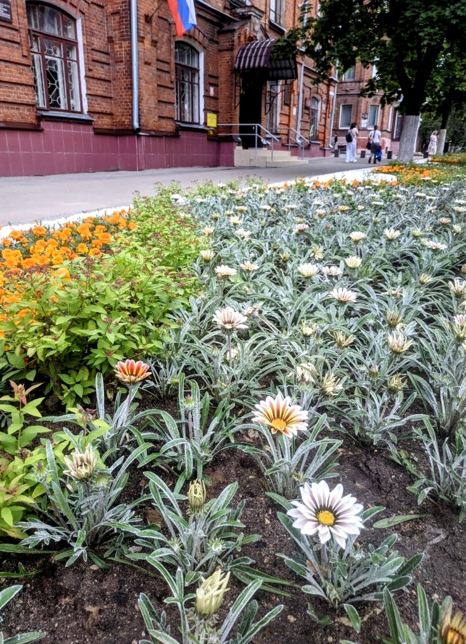 «Скверик Майорова» вновь радует взгляд ивановцев.