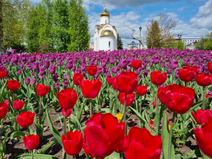 В Иванове распустились 80 тысяч тюльпанов.
