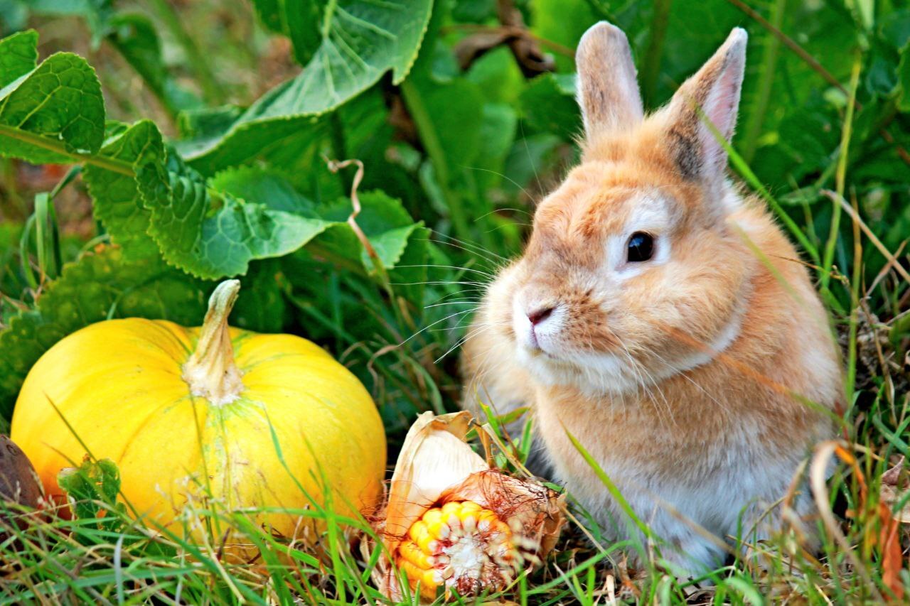 В Ивановском зоопарке проходит традиционная акция «Дары осени».