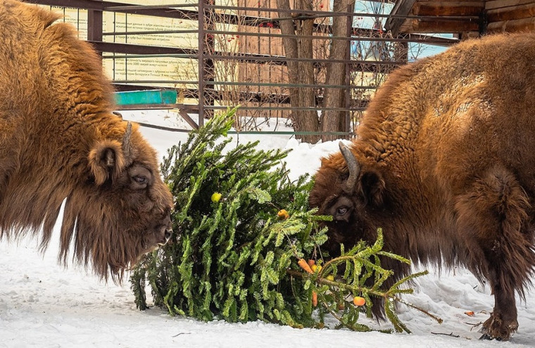 Стартовал традиционный прием ёлок для обитателей Ивановского зоопарка.