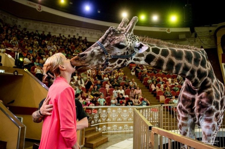 В День защитника Отечества день в Ивановском цирке состоялось благотворительное представление «Жираф шоу».