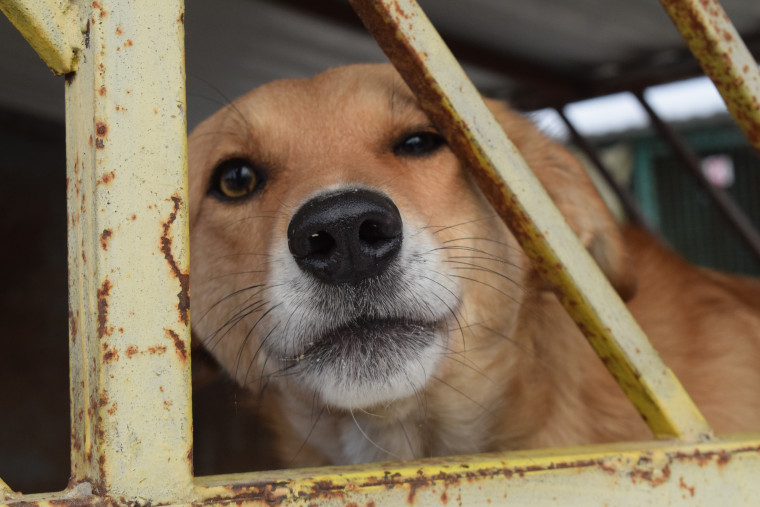С начала года с улиц города отловлено около сотни безнадзорных собак.