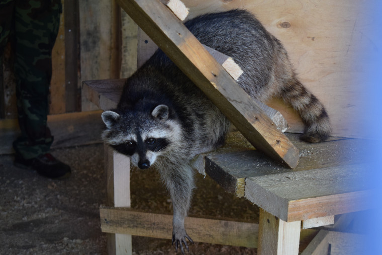 Новый дом в Ивановском зоопарке обрела семья енотов.