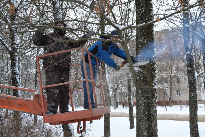 В Иванове приступили к санитарной обрезке деревьев на Аллее текстильщиков.