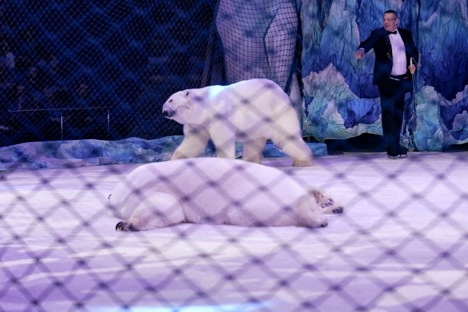 Цирковые артисты поздравили ивановских ребят с наступающим Новым годом.