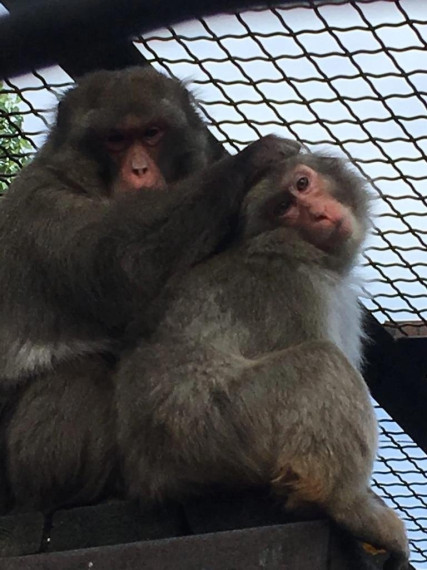 Ещё у двух обитателей зоопарка появился опекун.