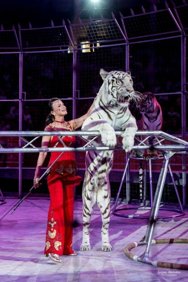 В День защитника Отечества день в Ивановском цирке состоялось благотворительное представление «Жираф шоу».