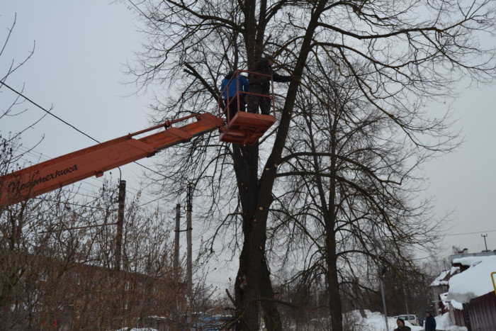 В марте планируется произвести обрезку 35 деревьев.