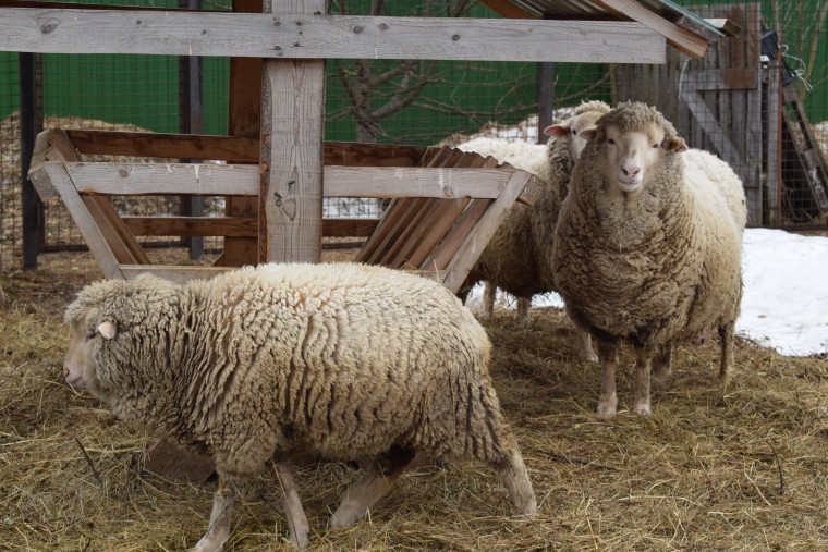 Ивановскому зоопарку исполнилось 30 лет.