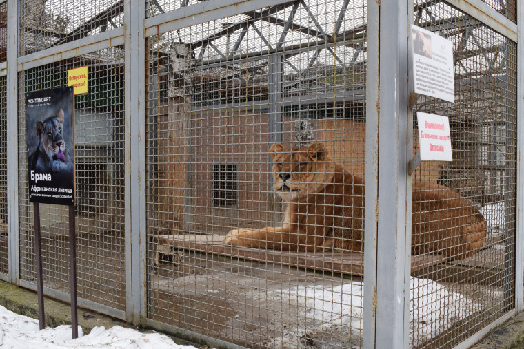 Ивановскому зоопарку исполнилось 30 лет.