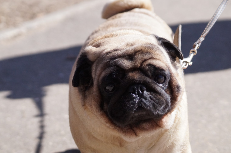 В следующем году городской парк имени В.Я. Степанова отметит 100-летний юбилей.