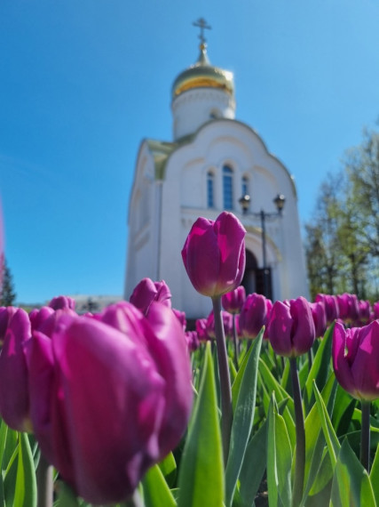 В Иванове этой весной распустятся 80 тысяч тюльпанов.