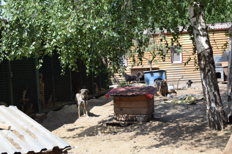 Ивановскому приюту «Майский день» передали очередную партию корма для животных.