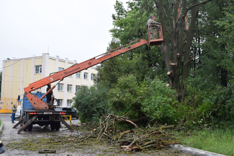 У завода «Автокран» снесено сухое дерево.