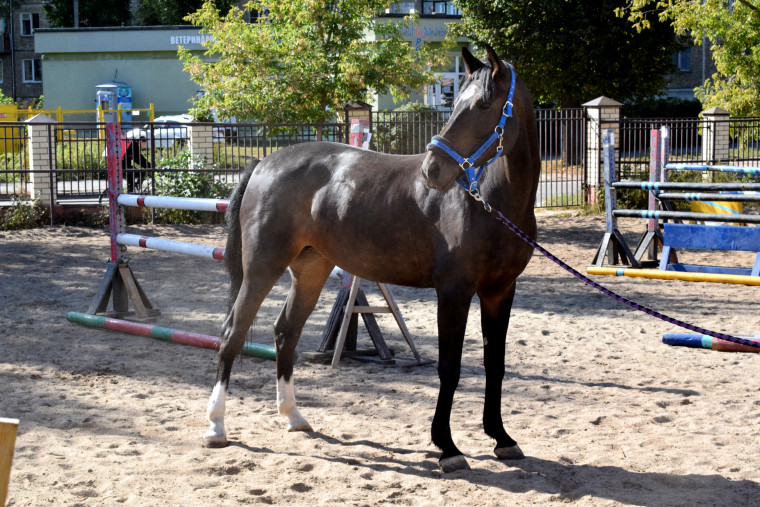 В спортивной школе № 11 ремонтируют денники для лошадей.