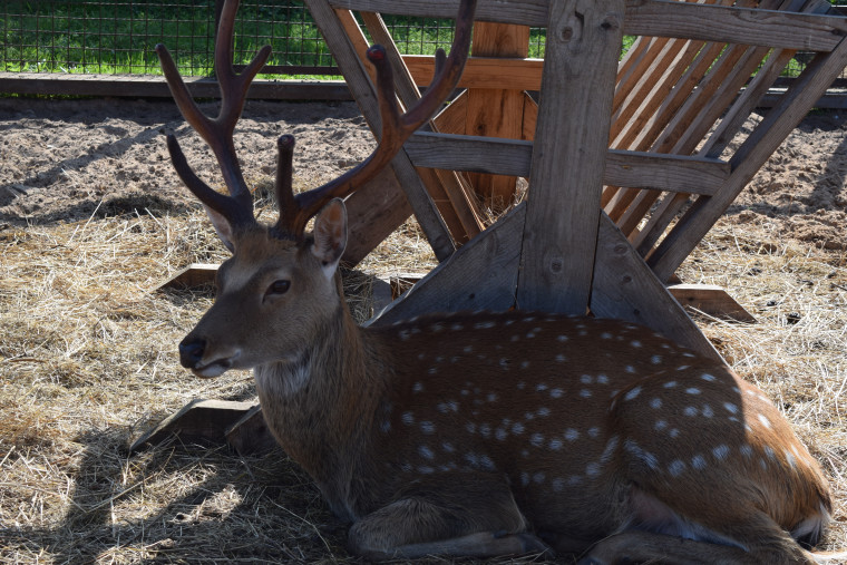 Новый дом в Ивановском зоопарке обрела семья енотов.