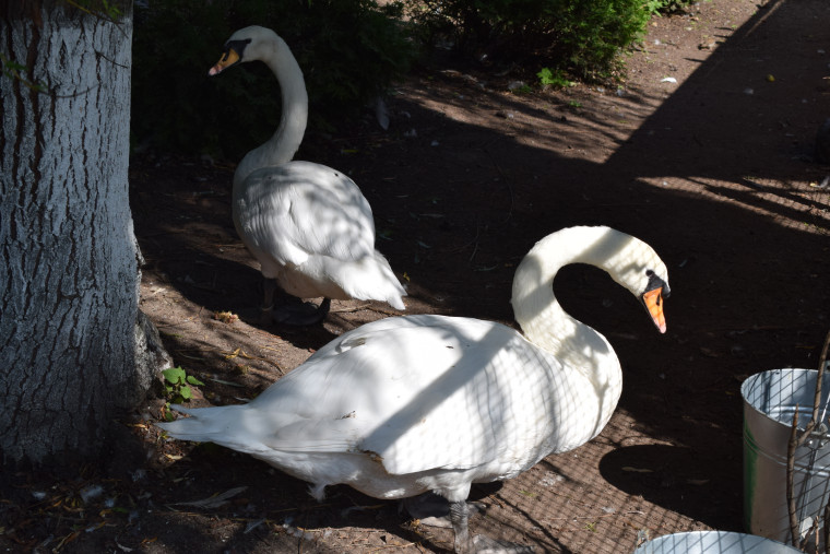 Новый дом в Ивановском зоопарке обрела семья енотов.