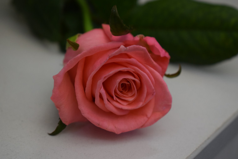 На первом эстет-салоне «Дворцовые встречи» состоялся баттл пианистов.