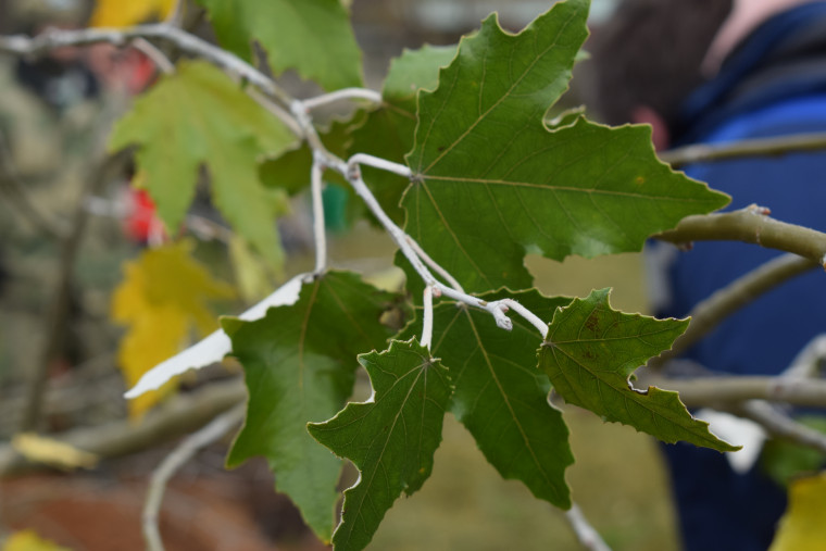 Попечители заложили в Ивановском зоопарке аллею белых тополей.