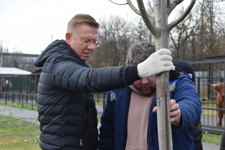 Попечители заложили в Ивановском зоопарке аллею белых тополей.