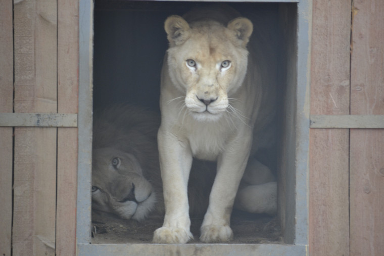 У обитателей Ивановского зоопарка растет количество опекунов.