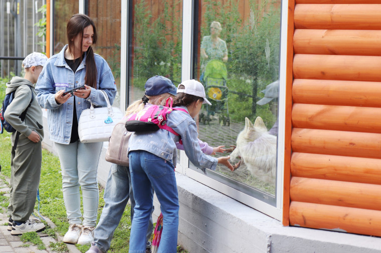 В Ивановском зоопарке полярные волки переехали в новый дом.
