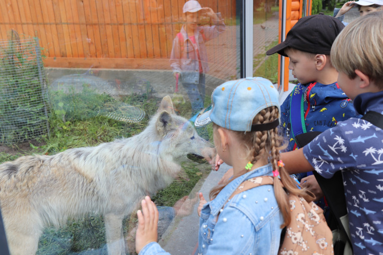 В Ивановском зоопарке полярные волки переехали в новый дом.