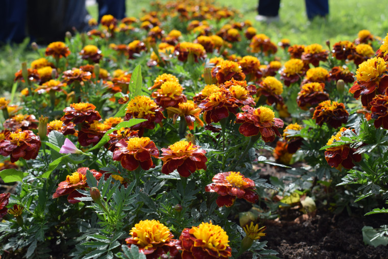 Подростковые отряды помогают благоустраивать областной центр.