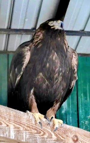 Опекунство над беркутом в Ивановском зоопарке взяли «Орлята России».